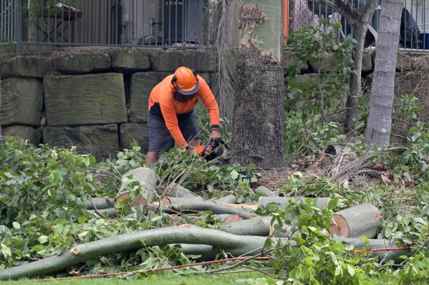 Best Dead Tree Removal  in Manchester, WA